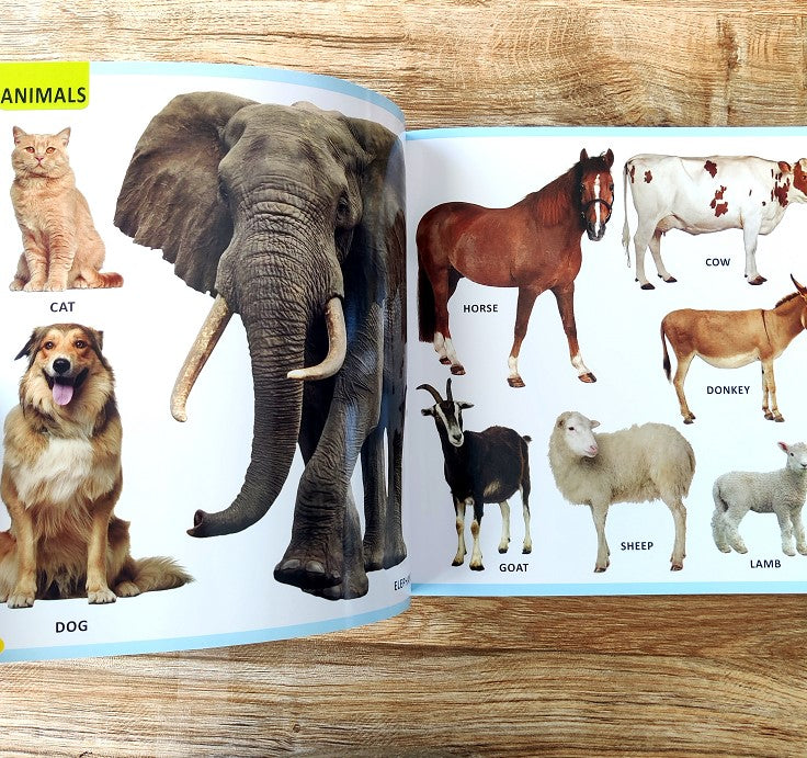 Library Animals Book My First Library Animals and Birds by Dreamland Publications ...