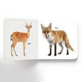 Animals - Board Book