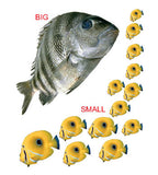 Opposites - Kiddy Board Book