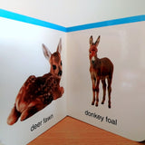 My First Book of Baby Animals: First Board Book