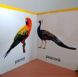 My First Book of Birds: First Board Book