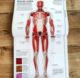 Knowledge Encyclopedia Human Body! (DKYR)
